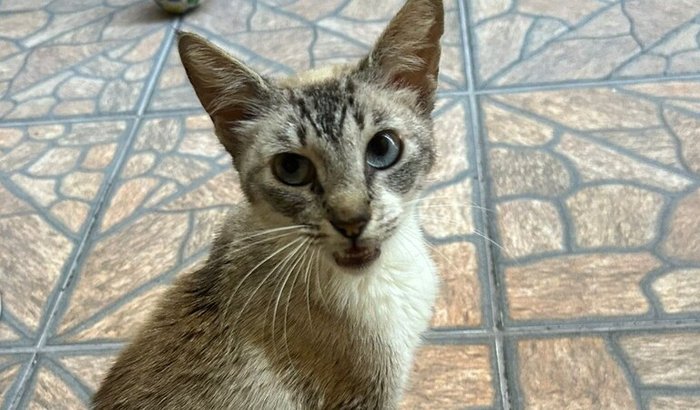 Ajude a gatinha Vitória