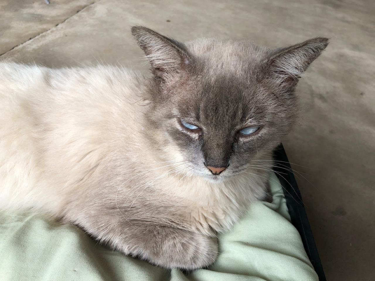 imagem da vaquinha Ajuda para cirurgia do Brad