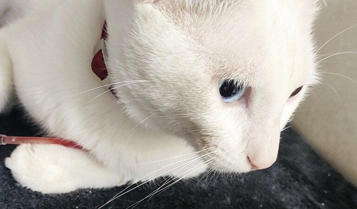 Cirurgia ortopédica do Akira