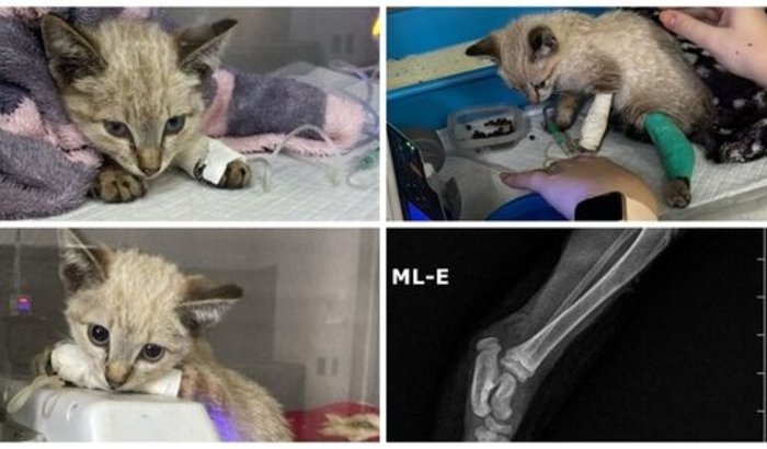 Um Final Feliz Depende da Gente: Ajude o Pequeno a Ser Operado!