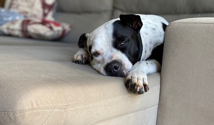 Ajude a Layla a vencer o tumor e parar as convulsões!