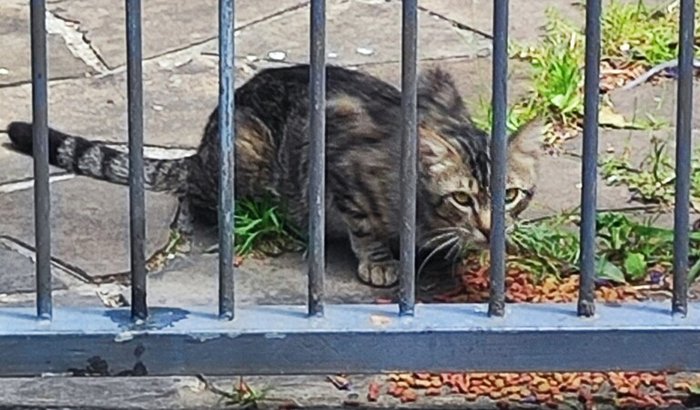 CASTRAÇÃO GATINHOS