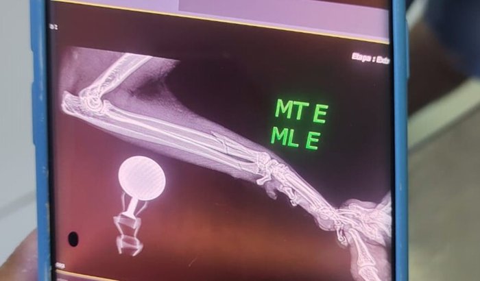 Cirurgia do carinhoso Sam
