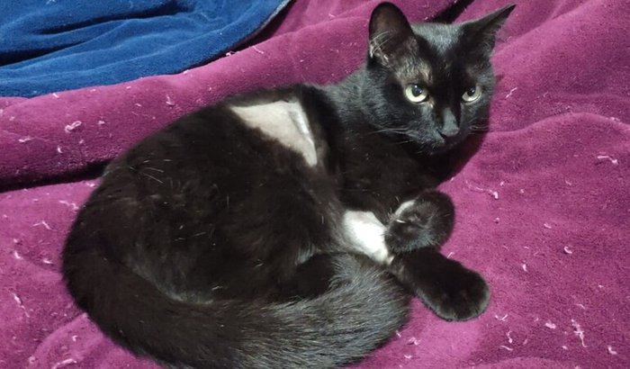 AJUDE ÁGATA A GATA A FAZER QUIMIOTERAPIA