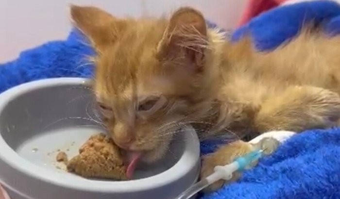 Internação Rony Weasley