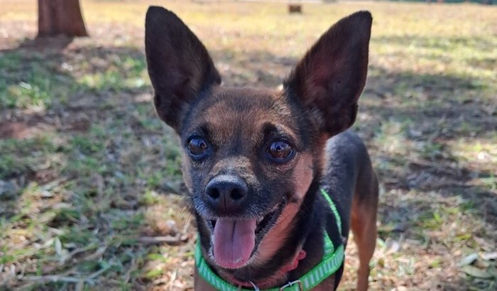 Cirurgia de olho do Bob