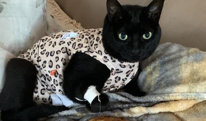 Custear gastos da Safira