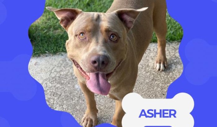 Vamos ajudar o Asher