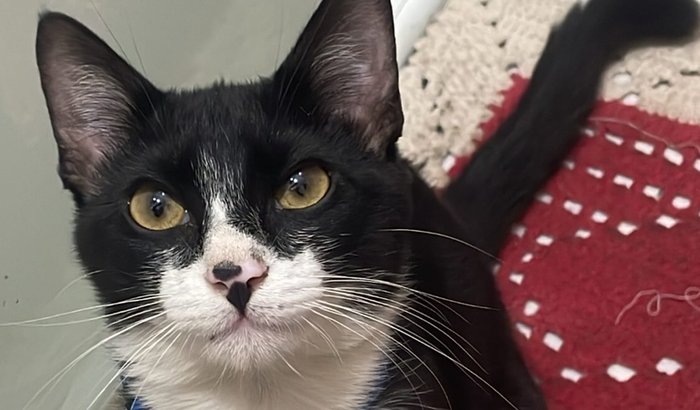 Tratamento do gatinho Minho