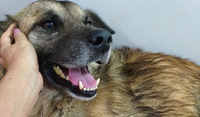 Bob precisa de nossa ajuda