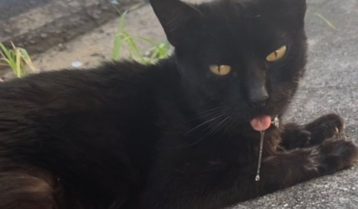 ajuda para o gatinho