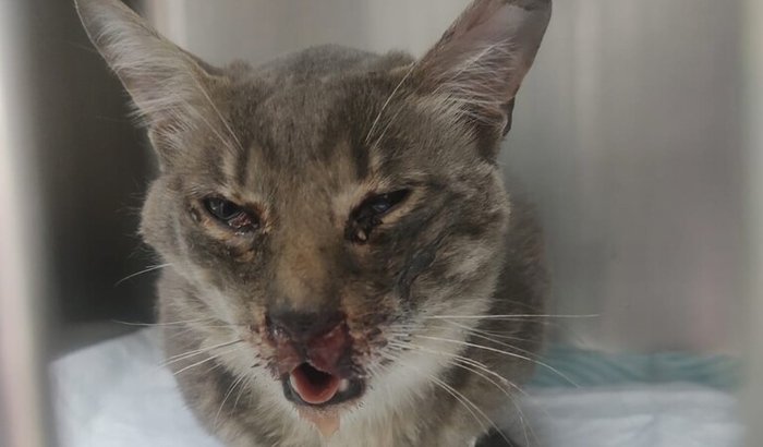 Apoio para o tratamento do Gatinho