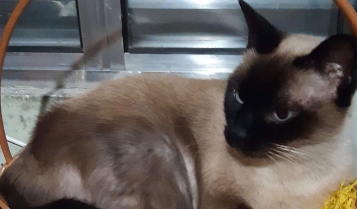 Ajude na cirurgia na gatinha