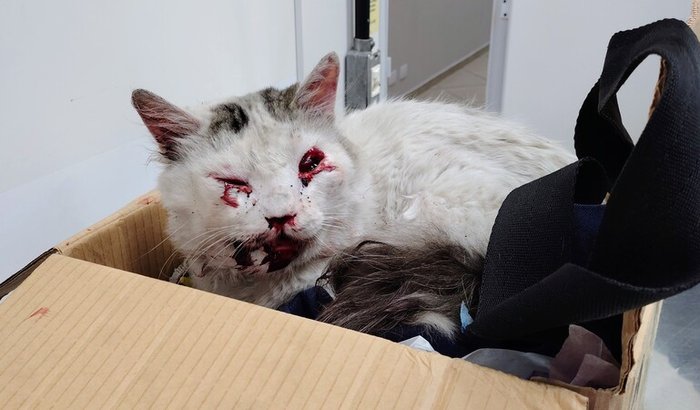 Ajuda urgente para gato resgatado atropelado