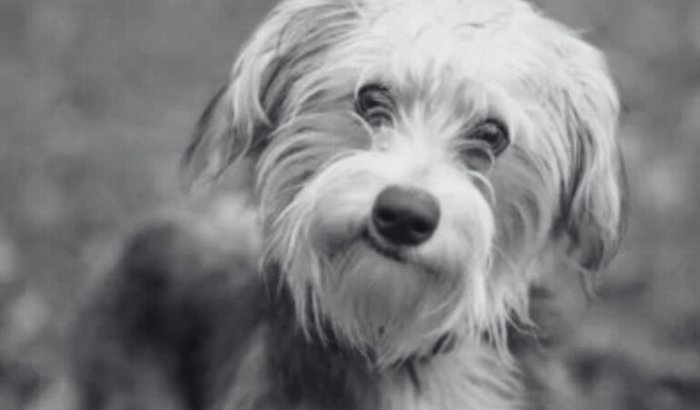 Ajude a Salvar o Thor