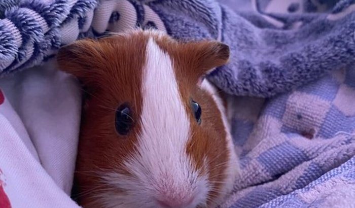 Ajude a Skye a vencer o tumor