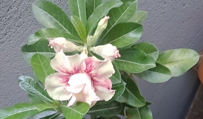 Realizar um desejo do esposo.