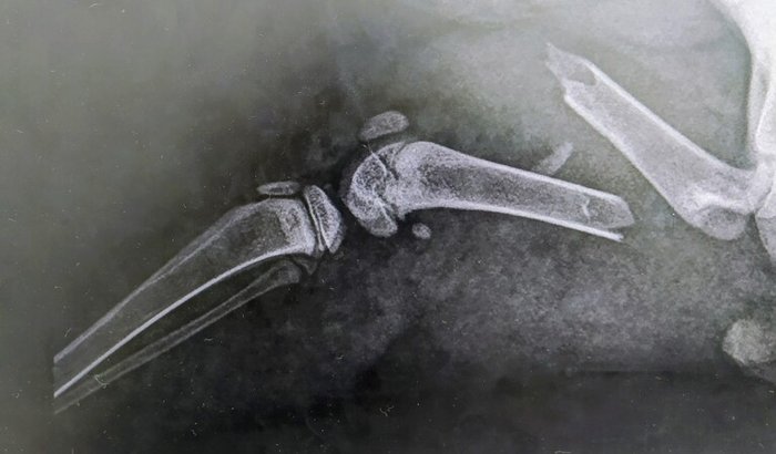 Ajude o gatinho coração