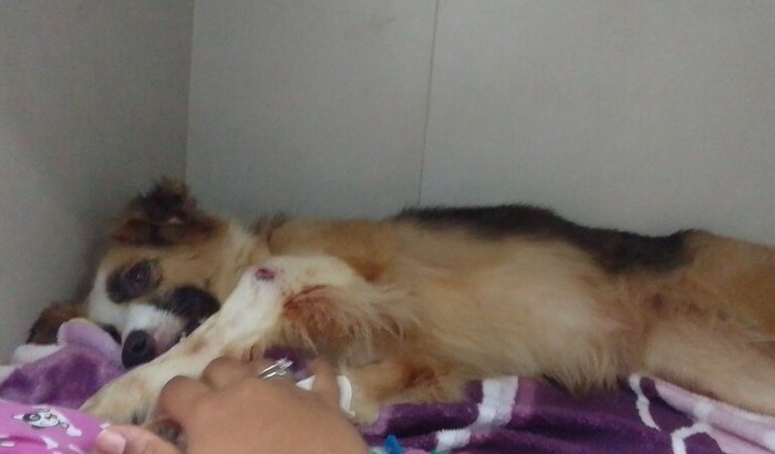 Pagar a cirurgia da cachorrinha que está internada