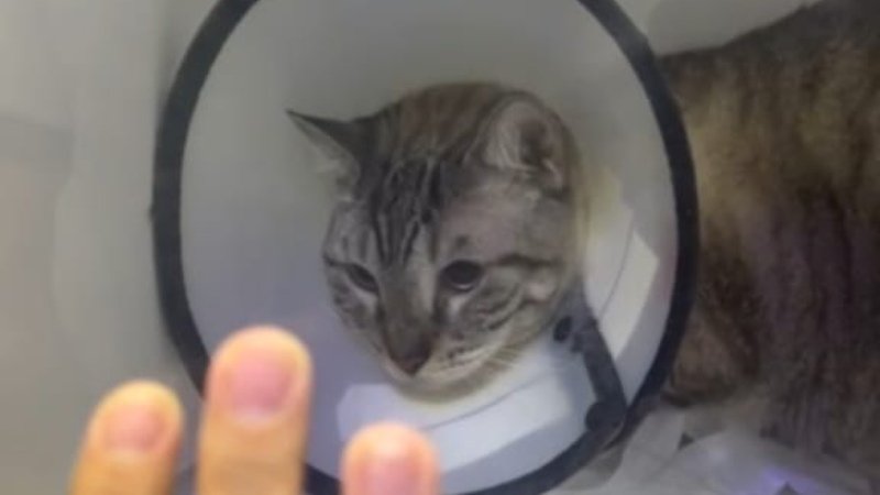 Ajuda na cirurgia do meu amigo Sanzu