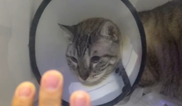 Ajuda na cirurgia do meu amigo Sanzu