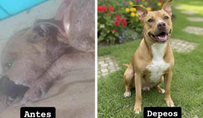 Ajude meu canil temos 30 animais