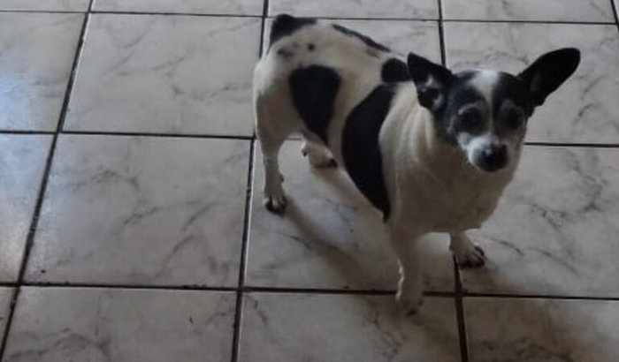 AJUDA PARA PAGAR PROCEDIMENTO CIRURGICO DA PIPOCA