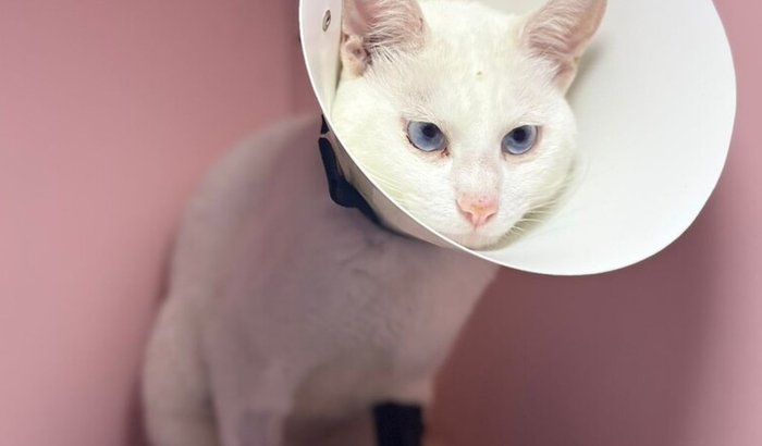 Ajuda para o gatinho Mingau