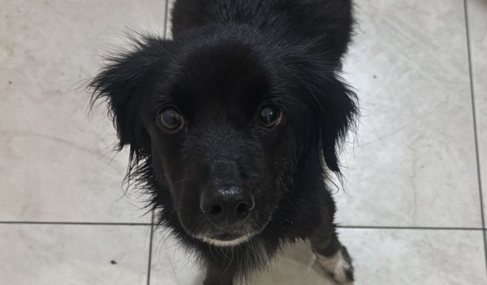 Ajude a Belga a ter uma nova chance: tratamento e um lar cheio de amor