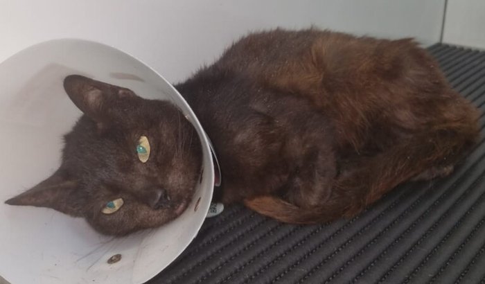 Tratamento médico para a Klaus