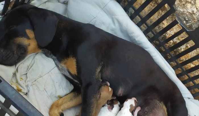 Doação pra bicho abandonado 