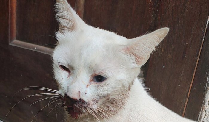 Ajude a Charlotte a se alimentar