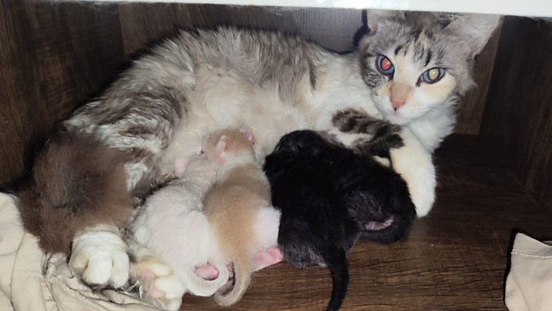 Ajuda Castração e rações para 8 gatos  e Areias 