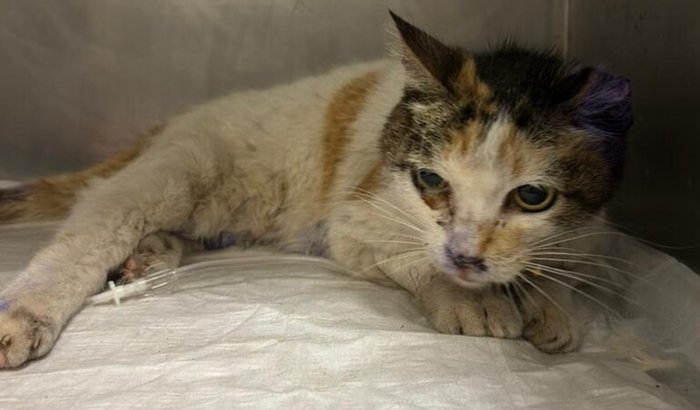 AJUDE A GATINHA A REALIZAR UMA CIRURGIA NO QUADRIL