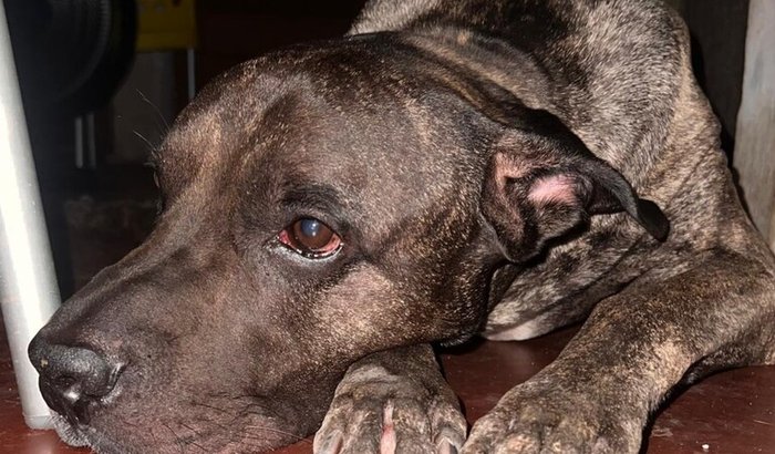 Ajude no Internamento de Zion🐾