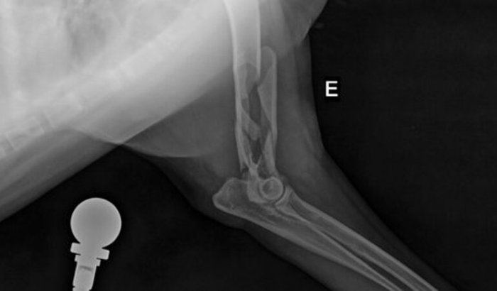 Ajude a Mika a sair do sofrimento