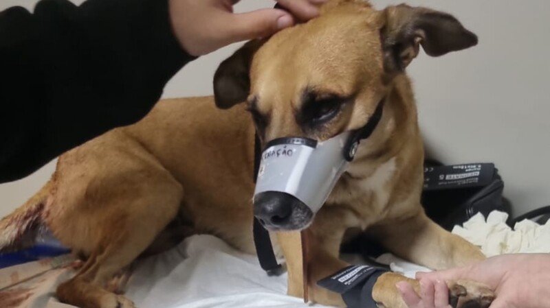 Ajude o Nuggy no seu tratamento 