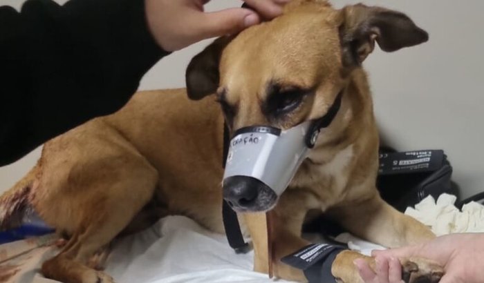 Ajude o Nuggy no seu tratamento