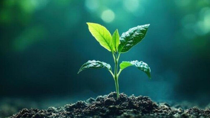 Estagiária RC - Júlia 