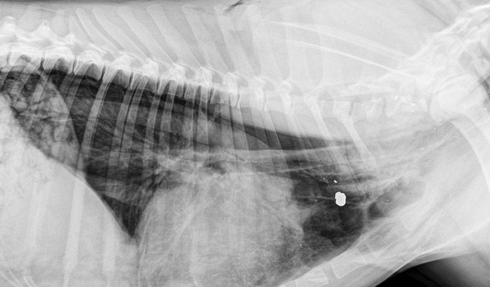 PAGAR TRATAMENTO CACHORRO BALEADO