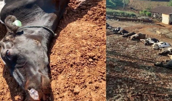 Produtores de leite em Situação critica