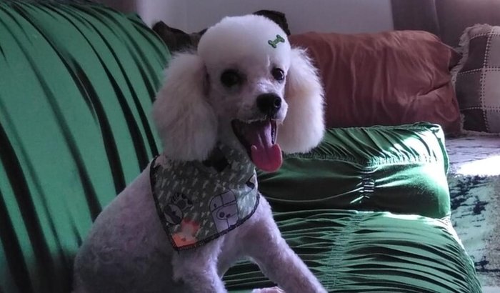 Ajude na recuperação do Toby