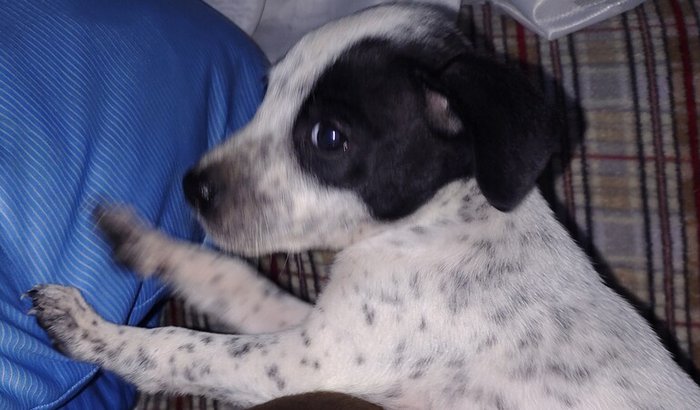 Ajudem a salvar uma da gêminhas 🐶♥️