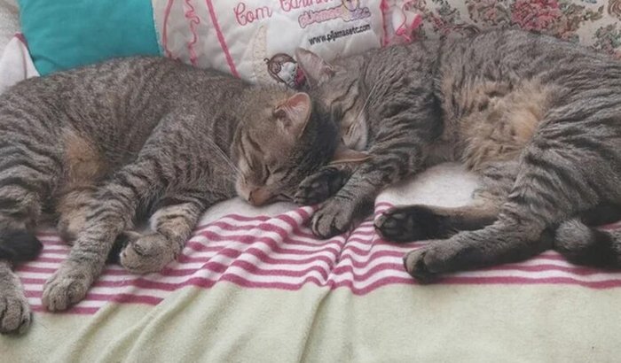 Aqui estou de novo porém, dado os plot twists da vida, me ajuda a trazer o Pinky pra SP?