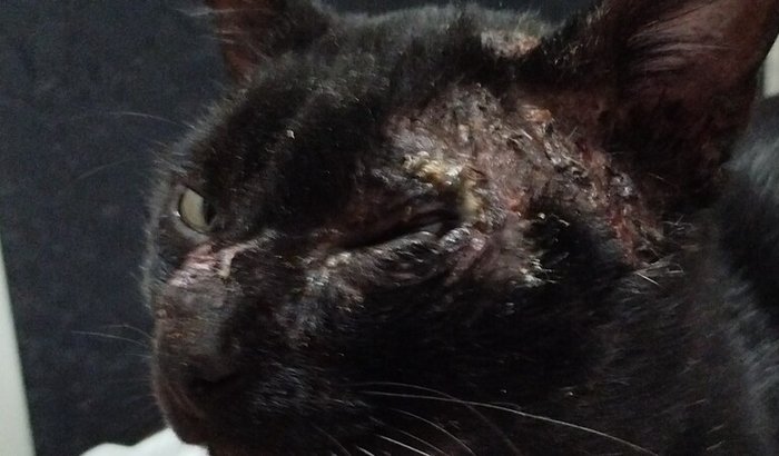 Veterinário para o Breu