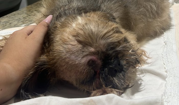 Ajudar a custear o tratamento e a internação da Athena