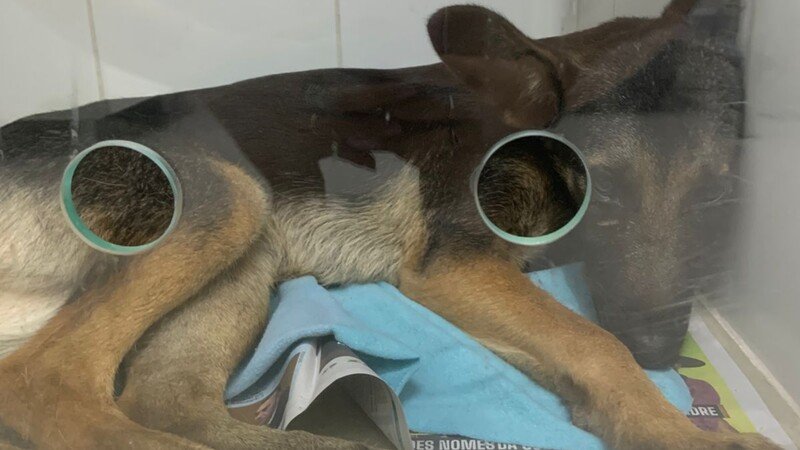 Sem a Cirurgia, a Frida Não Anda – Ajude Agora