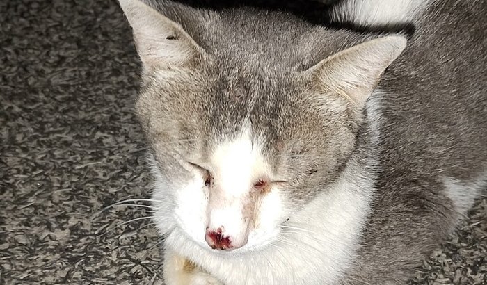 Tratamento pro faísca meu gato...