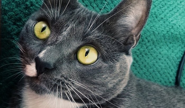 AJUDE ÓRION A VIVER