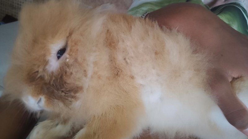 ajude meu coelhinho! Ele precisa de cirurgia urgente!!!